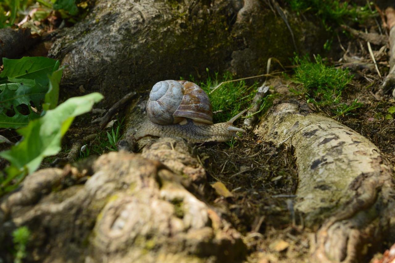 Pokoje Goscinne Pieninska Parzenica Mizerna Exterior foto